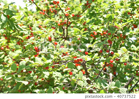 Usuraume（梅花桃） 40737522