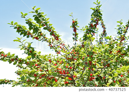 Usuraume (plum peach) 40737525