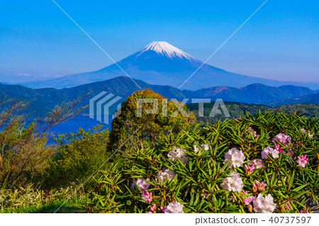 《神奈川縣》春季從石久之花盛開的箱根富士山 40737597