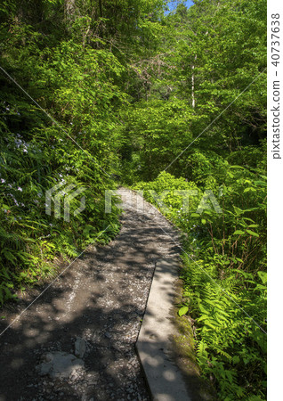 高尾山路Biwaki秋天的新鮮綠色的過程 40737638