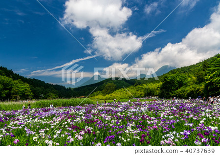 神樂女士的鳶尾花 40737639