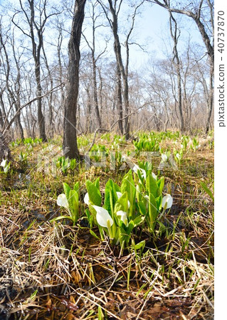 Makunbetsu marshy water basho 40737870