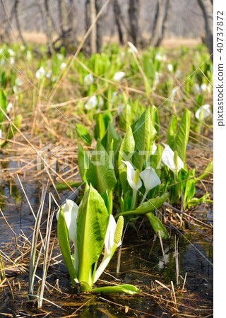 Makunbetsu marshy water basho 40737872