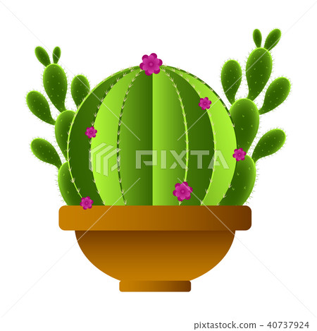Isolated cute cactus 40737924