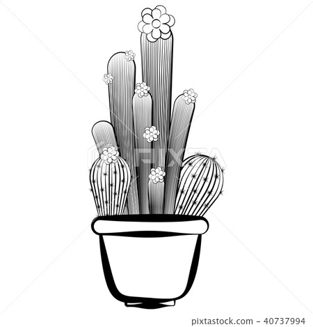 Sketch of a cactus Sketch of a cactus 40737994