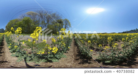Rape blossoms in full bloom Hokkaido Anping (360 ° VR material) 40738082