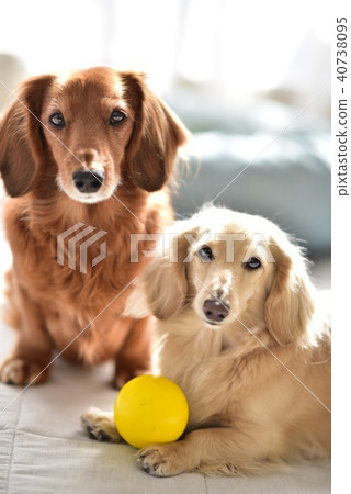Miniature Dax 40738095