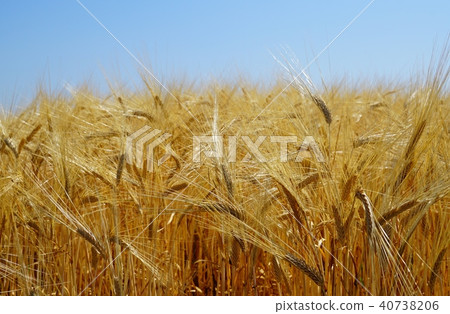 Wheat field Wheat field 40738206