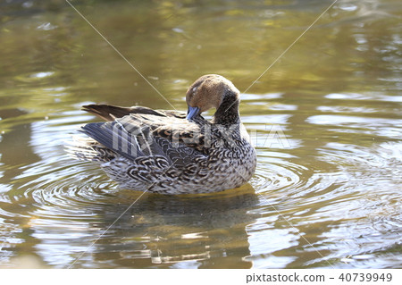 針尾（女性）美容 40739949