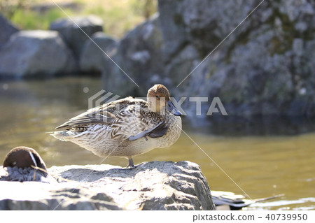 針尾（女性）美容 40739950