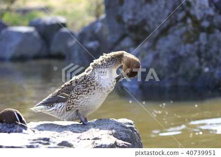 針尾（女性）美容 40739951