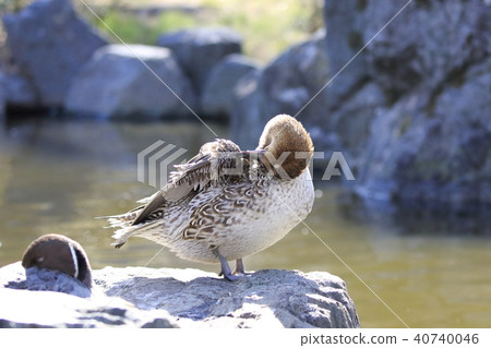 針尾（女性）美容 40740046