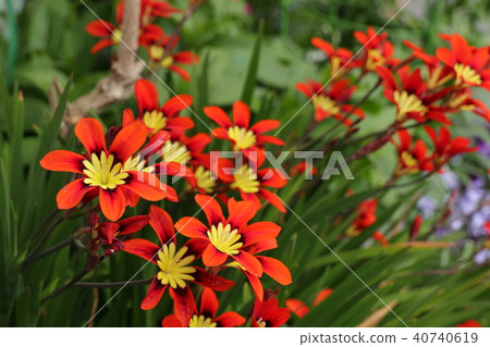 燈泡花'Iryaceae:sparaxis'花壇:大阪枚方市 燈泡花'Iryaceae:sparaxis'花壇:大阪枚方市 40740619
