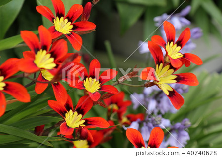 燈泡花'Iryaceae：sparaxis'花壇：大阪枚方市 40740628