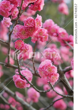 Yae cold red plum Yae cold red plum 40740657