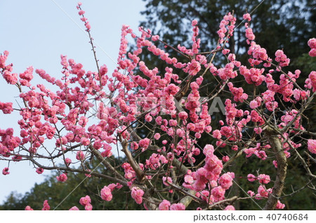 Yae cold red plum 40740684