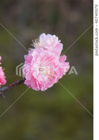 Yae cold red plum 40740979