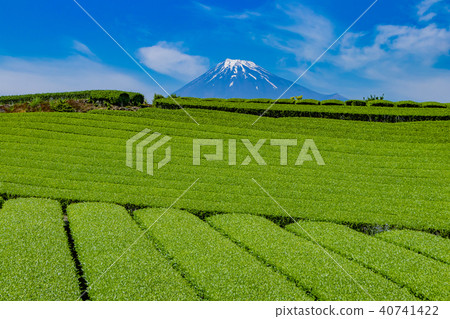 富士市,靜岡縣和茶園 富士市,靜岡縣和茶園 40741422