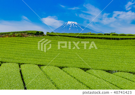 富士市,靜岡縣和茶園 富士市,靜岡縣和茶園 40741423