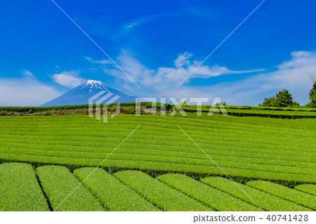 富士市,靜岡縣和茶園 富士市,靜岡縣和茶園 40741428