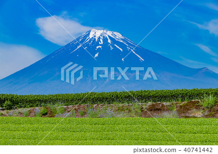 富士市，靜岡縣和茶園 40741442