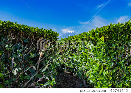 富士市,靜岡縣和茶園 富士市,靜岡縣和茶園 40741443