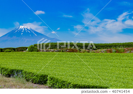 富士市,靜岡縣和茶園 首頁 照片 日本風景 山梨 富士山 富士市,靜岡縣