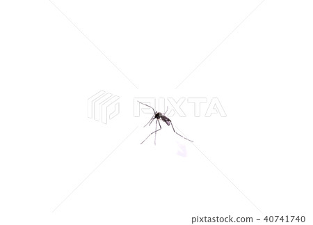 Mosquito Mosquito 40741740