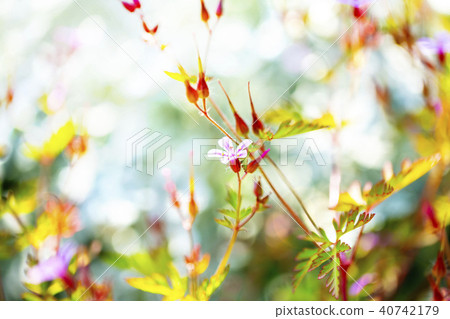 Hefeuro和多彩的背⑧ Hefeuro和多彩的背⑧ 40742179