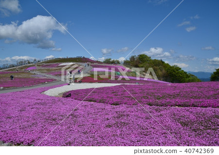 Moss phlox Moss phlox 40742369