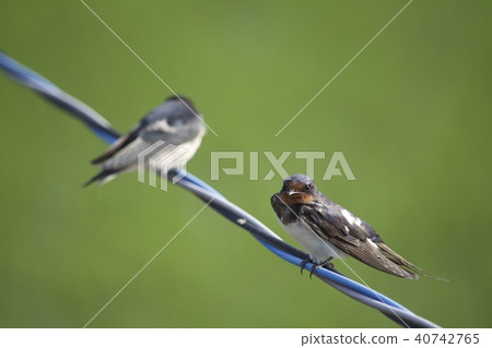Swallow Swallow 40742765