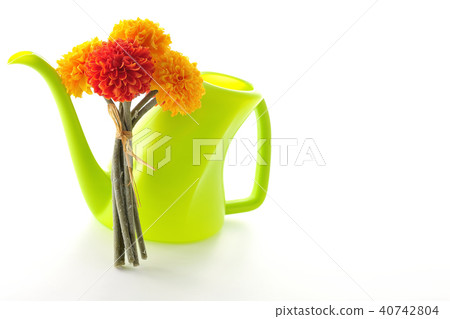 Mary gold ~ African ~ 40742804