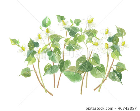 Dogwa十種藥物 Dogwa十種藥物 40742857