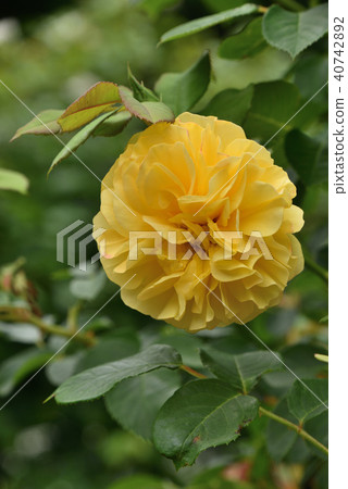 羅斯（格雷厄姆托馬斯） 40742892