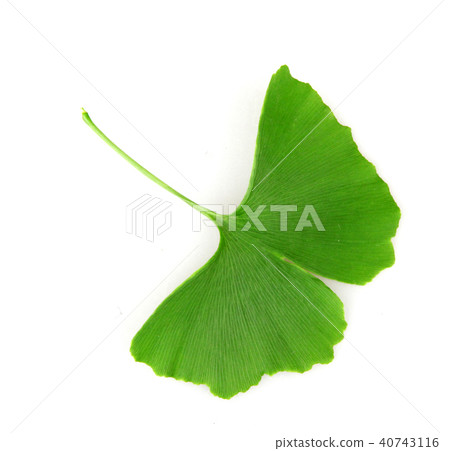 Ginkgo leaf isolated on white background 40743116