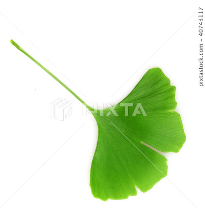 Ginkgo leaf isolated on white background Ginkgo leaf isolated on white background 40743117