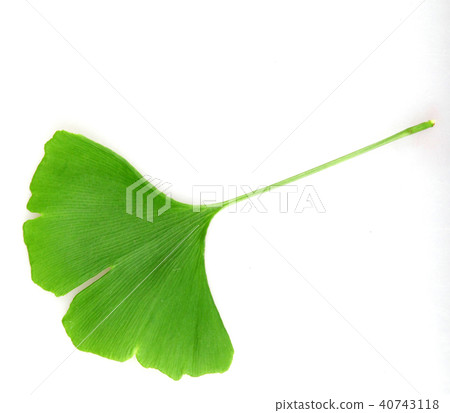 Ginkgo leaf isolated on white background Ginkgo leaf isolated on white background 40743118