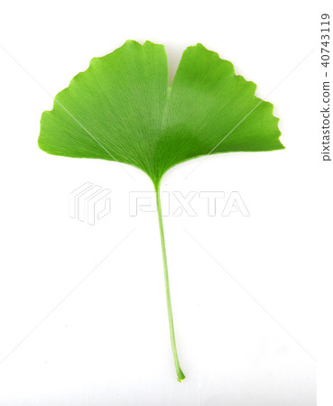 Ginkgo leaf isolated on white background Ginkgo leaf isolated on white background 40743119