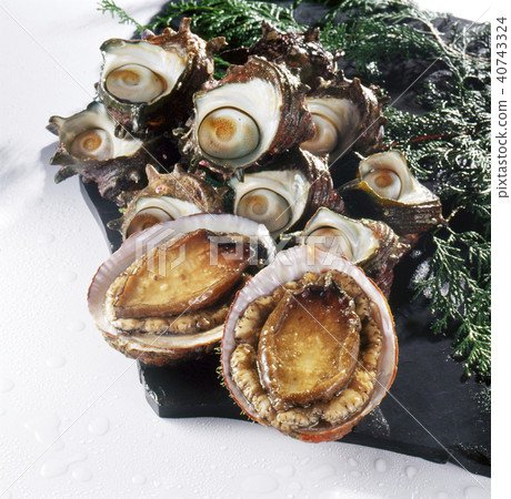 Abalone and turban shell 40743324