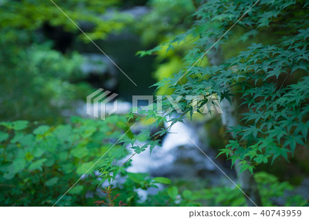 Summer maple and mountain stream Summer maple and mountain stream 40743959