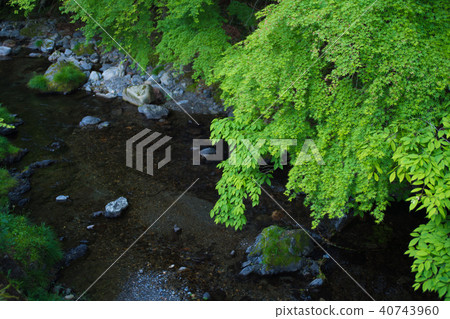 Summer maple and mountain stream 40743960