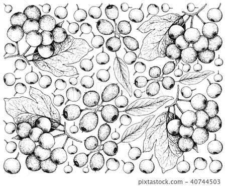 Cleistocalyx Operculatus and Arrowwood Berries Cleistocalyx Operculatus and Arrowwood Berries 40744503
