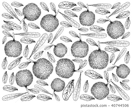 Hand Drawn of Bayberry Fruits on White Background 40744506