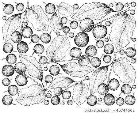 Hand Drawn of Black Cherries on White Background 40744508