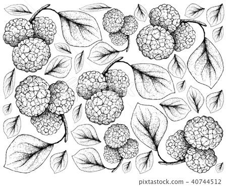 Hand Drawn of Chinese Mulberries on White Backgrou 40744512