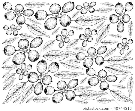 Cleistocalyx Operculatus Fruits White Background 40744513