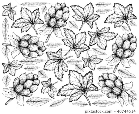 Hand Drawn of Fresh Cloudberry on White Background 40744514