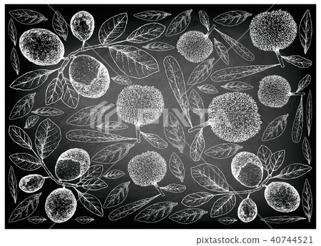 Hand Drawn Bayberry Cocoplum Fruits on Chalkboard 40744521