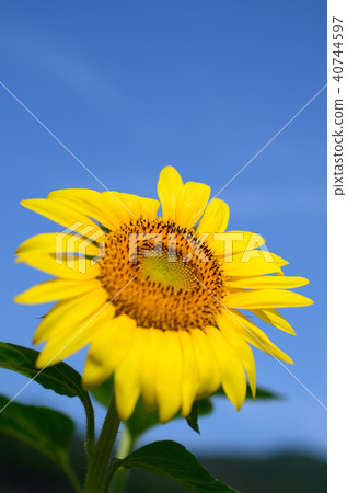 Blue sky and sunflower Blue sky and sunflower 40744597