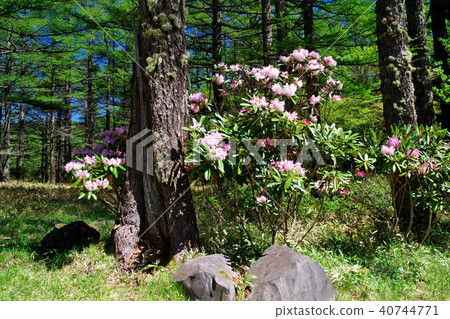 杜鵑花 40744771